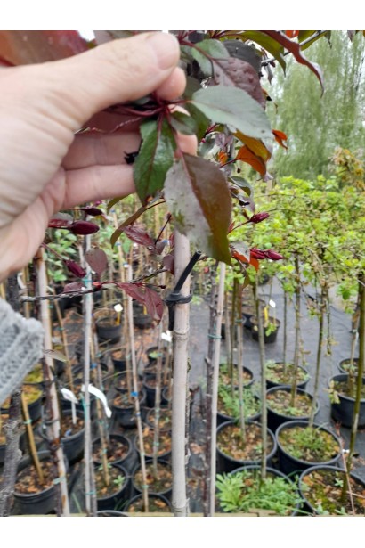 Яблуня червонолиста райська листя влітку